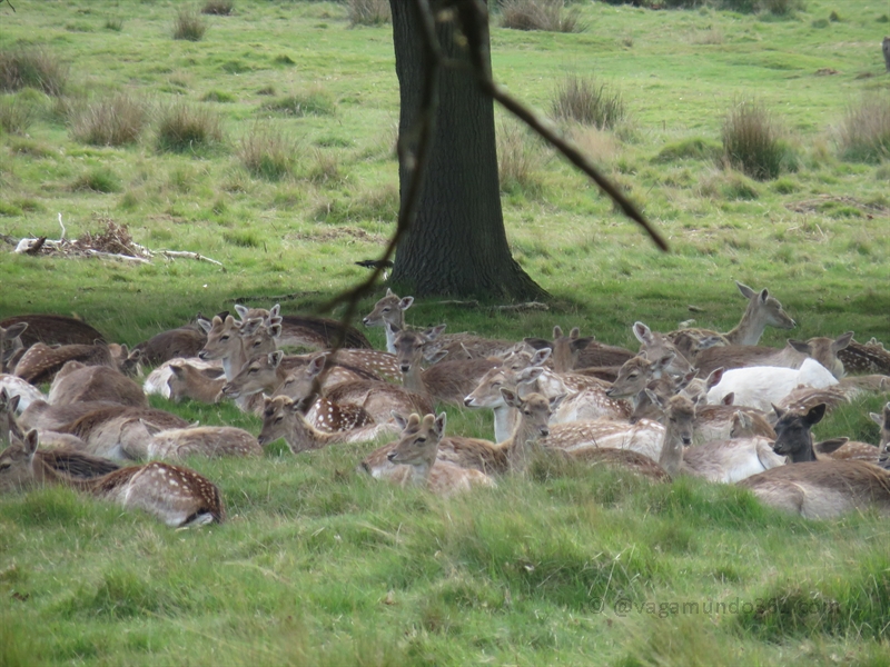 Richmond Park