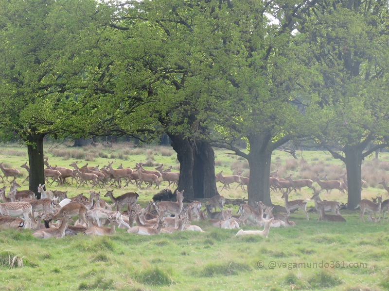 Richmond Park