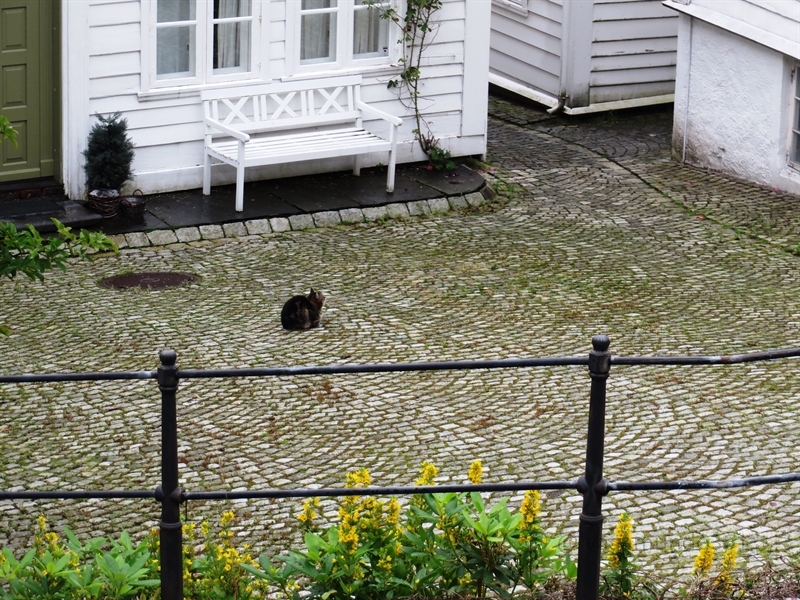 Katze in Norwegen